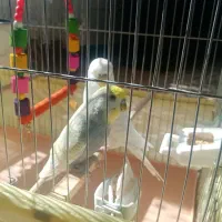 پرنده مرغ عشق