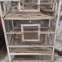 قفس کاسکو و عروس