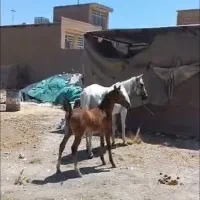 مادیون و کره نریون ترکی|اسب و تجهیزات اسب‌سواری|شیراز, رکن‌آباد|دیوار