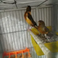 آماده به شرط