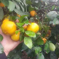 فروش ۷تن نارنگی ژاپنی