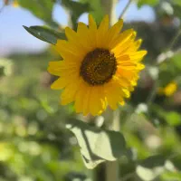 نیروی کمکی