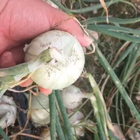 اجاره یک هکتار زمین کشاورزی واقع در شهرک انقلاب