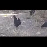 فروش تعدادی مرغ مرندی|حیوانات مزرعه|مرند, |دیوار