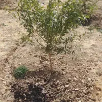 نهال بادام مخصوص مناطق سرد و دیم