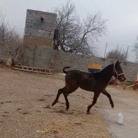 اسب|اسب و تجهیزات اسب‌سواری|باروق, |دیوار