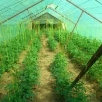 تهاتر زمین مسکونی باغی و گلخانه 7175 متری - لنگرود|فروش زمین و ملک کلنگی|رشت, پیرسرا|دیوار