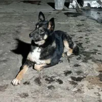 سگ ژرمن|سگ|تربت‌حیدریه, آغوی|دیوار