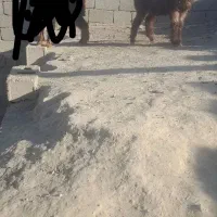 بزغاله نرپاکستانی نصل ۲قلو بره ماده بختیاری|حیوانات مزرعه|مشهد, توس (بلوار توس)|دیوار
