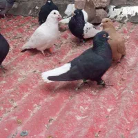 زاغ دمسفید وکلاغ گوگ