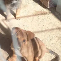 سگ ژرمن|سگ|کازرون, |دیوار