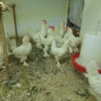 تخم نطفه دار مرندی استراپلوپ وگلین|حیوانات مزرعه|کرج, کوی کارمندان جنوبی|دیوار