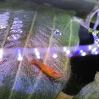 میگو(شریمپ) نارنجی