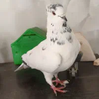 کبوتر|پرنده|شاهین‌شهر, نسیم ۵|دیوار