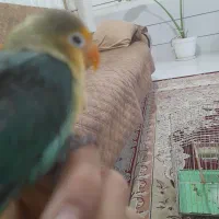 طوطی برزیلی