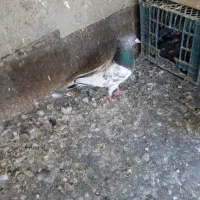 کبوتر