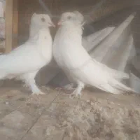 دو عدد کبوتر بسیار زیبا فری پرپا خارجی و دوتا طوقی|پرنده|کاشان, شهدا|دیوار