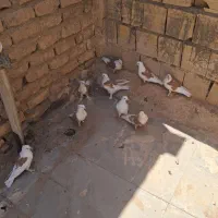 ۵جفت پشت زردازیک نسل استثنایی|پرنده|قم, آزادگان|دیوار