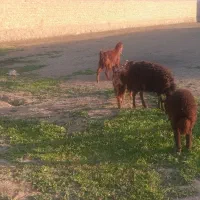 بز‌و‌بزغاله