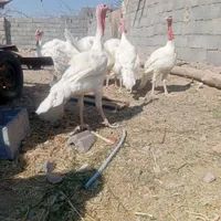 بوقلمون گوشتی زنده|حیوانات مزرعه|بیرجند, |دیوار