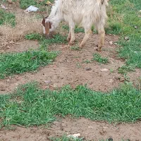 دو راس بز زاییده جوان