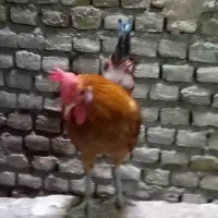 دو عدد خروس دورگه مینیاتوری