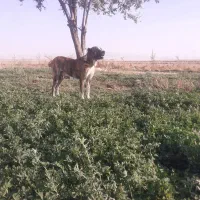 سگ افغان سن دو سال|سگ|میلاجرد, |دیوار