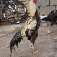 مرغ و خروس لاری افغان پاکستانی
