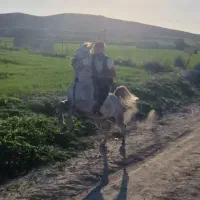 اسب|اسب و تجهیزات اسب‌سواری|یاسوج, |دیوار