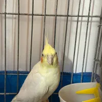 عروس هلندی لوتینو