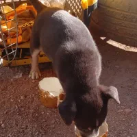 توله سگ شی واوا دوماه،به قیمت خیلی مناسب|سگ|صفادشت, |دیوار