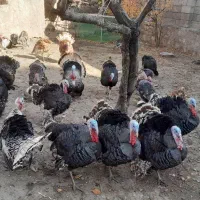 بوقلمون طبیعی نر هم گوشتی هم زینتی هم مولدی