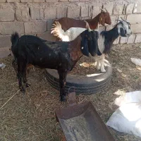 فروش بز کهره دار