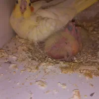 عروس هلندی مولد جفت