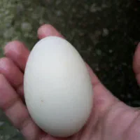 تخم اردک
