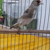 سهره سرسیاه نر دهن زن دوتا جوجه کرمونی|پرنده|شیراز, احمدآباد|دیوار