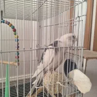 عروس گل باقالی سرحال سالم خوشگل|پرنده|مشهد, مهدی آباد|دیوار