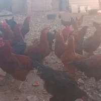 تعداد ۵۰عدد مرغ ویروس فروشی|حیوانات مزرعه|سلامی, |دیوار