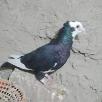 نرو ماده پلنگ سیا