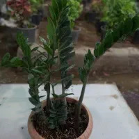 فروش تک وعمده انواع گل و گیاه به قیمت مناسب|خدمات باغبانی و درختکاری|قم, چهل درخت|دیوار