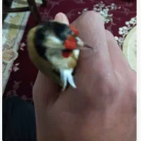 سهره|پرنده|شیراز, شهرک رضوان|دیوار