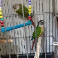یک جفت گرینچک کارداده