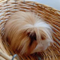 خرگوش لوپ اسکاتلندی و خوکچه هندی|موش و خرگوش|تهران, تهرانپارس شرقی|دیوار