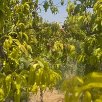 باغ و باغچه ۳۵۵ متری/سندتکبرگ/مجوزدار|فروش زمین و ملک کلنگی|شهریار, |دیوار