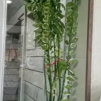 گل طبیعی