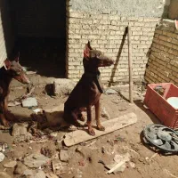 سگ دوبرمن|سگ|خرمشهر, |دیوار