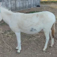 فروش سه راس الاغ|حیوانات مزرعه|الشتر, |دیوار