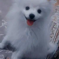 سگ پامرانین خرسی واکسن خورده و شناسنامه دارقیمت ۸