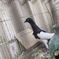 کبوتر یهودی