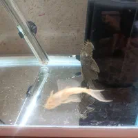 ماهی آکواریومی|ماهی|مرودشت, فاز دوم شهرک فرهنگیان|دیوار